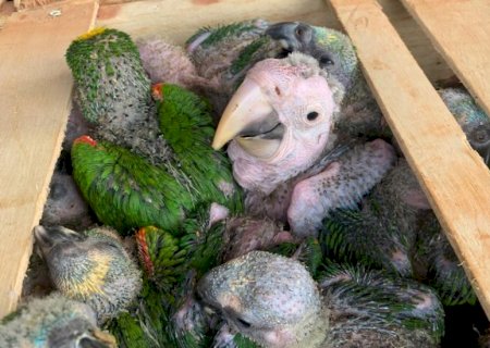 PMA autua homens em R$ 1.040.000,00 pelo tráfico de animais silvestres