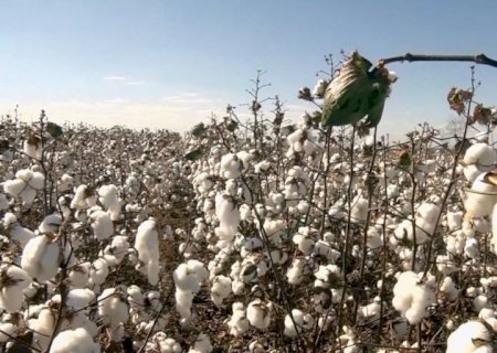 Safra 2023/24: Mato Grosso deve exportar 1,72 mi t de pluma