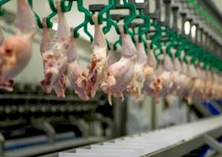 Isenção tarifária do Egito favorece exportação de frango do Brasil