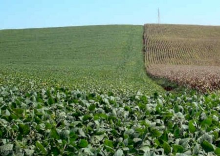 EUA: USDA deve reduzir estimativas de produção para soja e milho