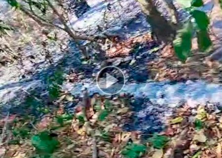 Menos de um dia após rescaldo, chamas retornam em área remota do Pantanal