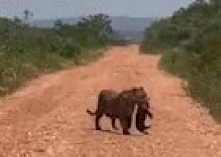 Com carinho: onça-pintada é flagrada carregando filhote pela boca em MS