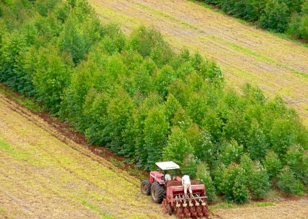 Brasil deve cumprir suas metas ambientais; veja fatores que devem ajudar