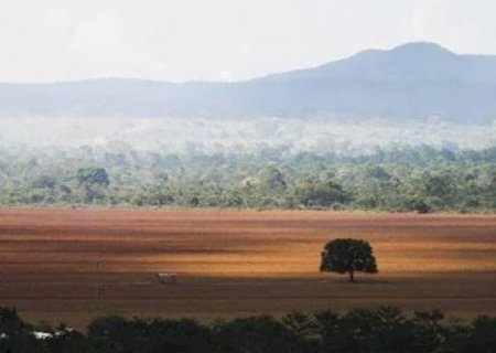 Desmatamento cai pela metade na Amazônia e sobe 43% no cerrado em 2023