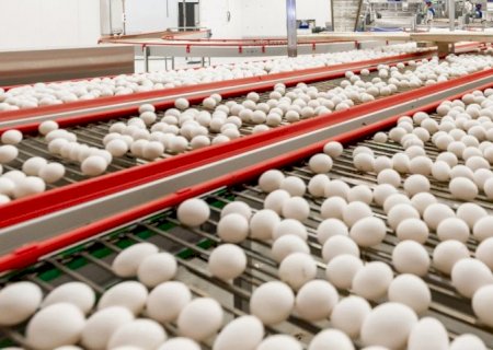 Produção de ovos atinge recorde em 2023