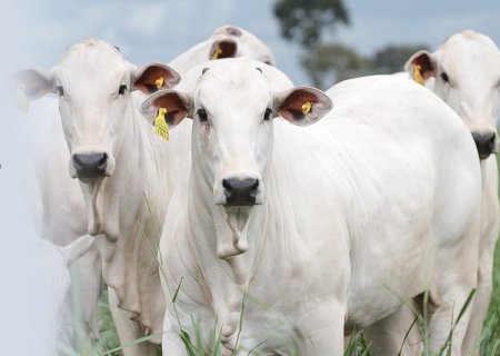 Entenda a proposta de rastreabilidade bovina entregue ao Mapa