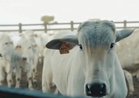 Arroba do boi em queda? Veja preços e cotações no Brasil