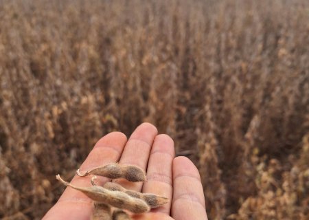 Câmara Setorial da Cadeia Produtiva da Soja discute medidas emergenciais para crise no agronegócio
