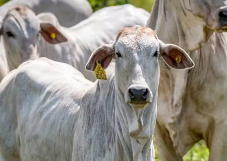Boi gordo firme, mas carne bovina despenca: O que esperar para a Páscoa?