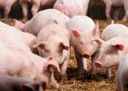 SuÃínos: sexta-feira (22) termina com cotações, na maioria, estáveis para o setor