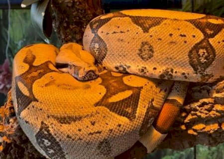 Cobra batizada de Rachel Carson é resgatada de circo e levada para o Bioparque