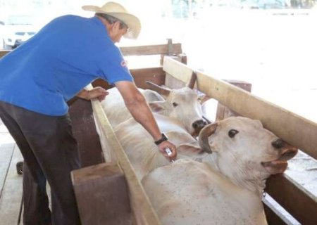 MS é reconhecido como livre de aftosa sem vacinação