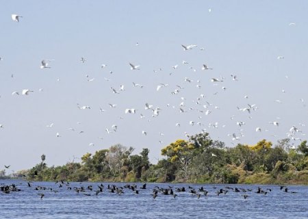 Dia Mundial do Meio Ambiente: Governo de MS e Consulado Geral dos EUA se unem para proteção do Pantanal