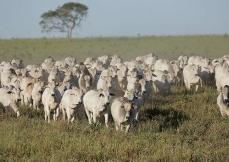 Negócios do boi seguem lentos e preços em queda, diz cepea