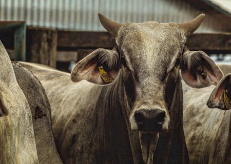 Boi gordo vive período desafiador e pecuaristas ficam sem pasto