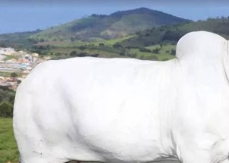 Avanço da genética cria supervacas precoces e com mais carne