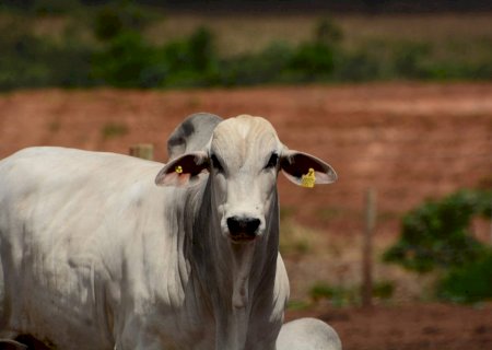 “Boi China' está cotado à 235/@ em SP; Veja as tendências para o mercado