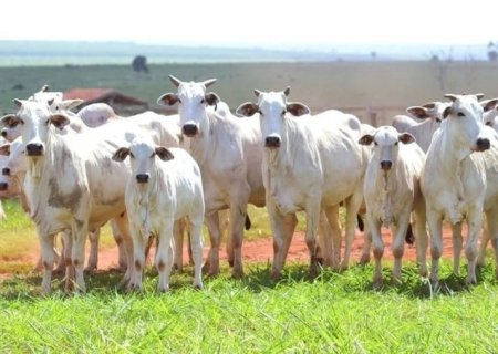 Preços da arroba do boi caem no país; veja cotações
