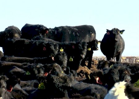 Pecuaristas montam confinamento para 150.000 bovinos com aposta no ‘beef-on-dairy’