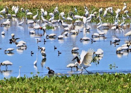 ONGs destacam parceria com o Governo de MS no trabalho conjunto contra incêndios no Pantanal