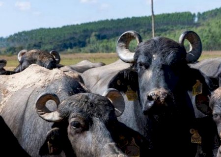 Demanda por laticínios de búfala impulsiona crescimento de bubalinos