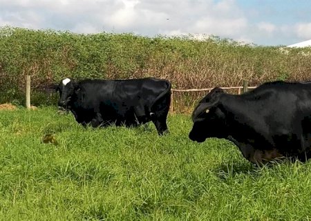Mercado de boi gordo reage em julho e alcança R$ 230,00
