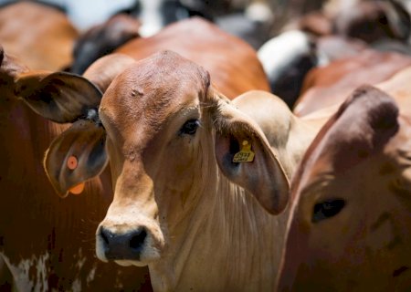 Sequestro de bezerros reduz custos e aumenta margem de lucro na pecuária de corte
