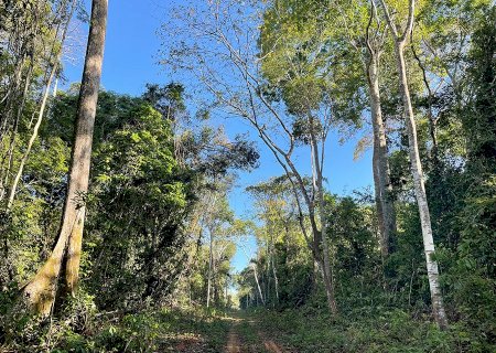 Floresta: Secas atrasam em 20 anos a reposição de estoques de madeira