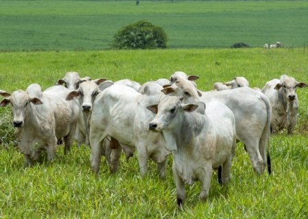 Veja como os preços da arroba do boi gordo encerraram a semana
