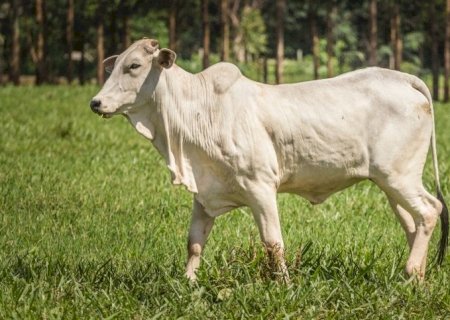 Área basal adequada potencializa sistemas silvipastoris