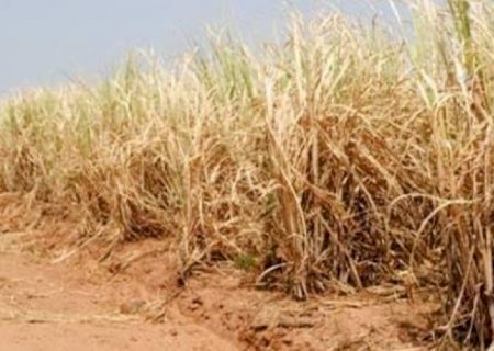 Cana: Seca extrema derruba produtividade e usinas antecipam colheita