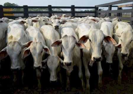 Indicador do boi sobe 9% na primeira quinzena de outubro