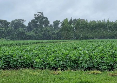 Apesar das chuvas, commodities agrícolas conseguem sustentar preços