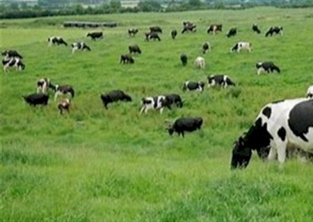 Adubação periódica pode ser chave para a pastagem