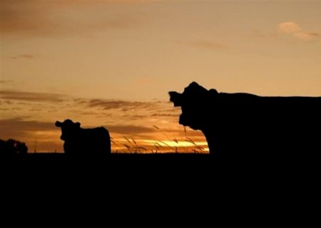 Arroba cai, mas mercado prevê recuperação no consumo