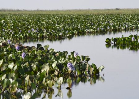 ICMS Ecológico: Governo de MS divulga índices da participação dos municípios para 2025