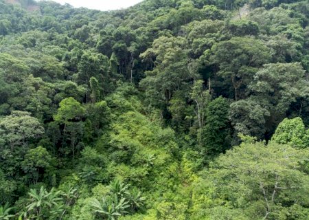 Drones auxiliam no plantio de mudas nativas em região devastada por chuvas