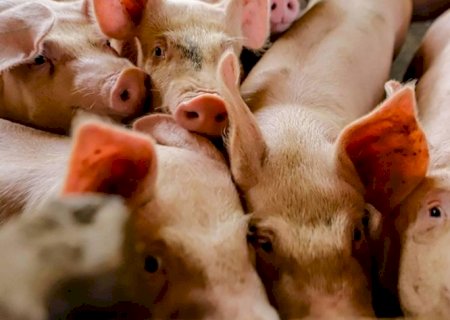 Preço dos suínos sobe diante de oferta reduzida para abate | Brasilagro
