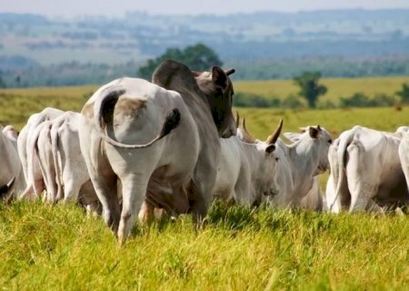 Preços do boi gordo tiveram recuperação; confira as cotações