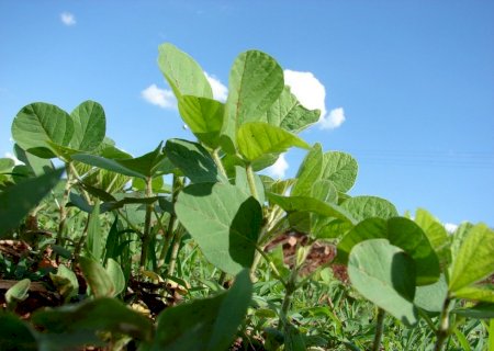 Saiba o andamento da colheita de soja no Sul do país