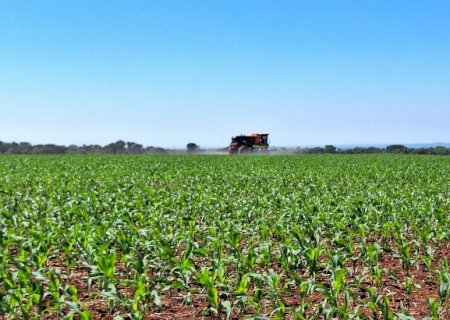 Safra de milho: área plantada acompanhada pelo Projeto SIGA-MS alcançou 83,3% no Estado