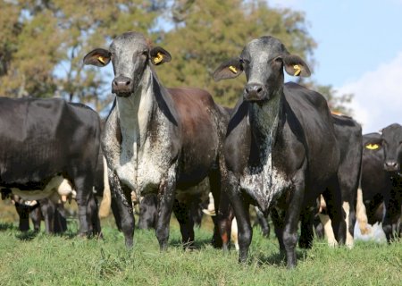 Girolando bate recorde em registros genealógicos e atrai pecuaristas das Américas