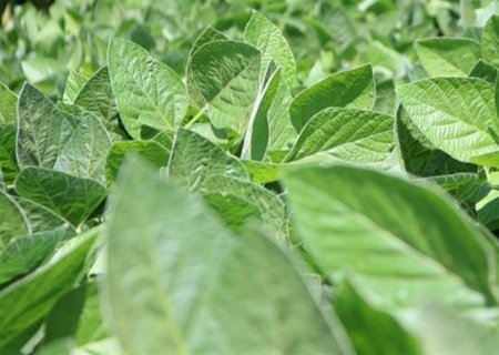 Mercado de soja segue em tendência de baixa