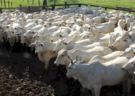 Sanidade do rebanho: pesquisa mostra o nível de contaminação em confinamentos
