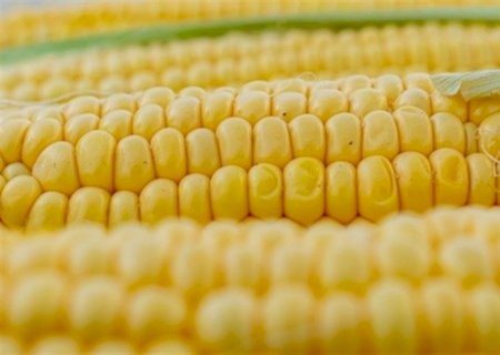 Colheita do milho silagem atinge 80% da área cultivada