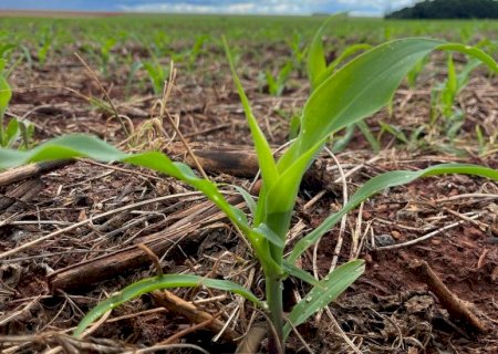 Plantio do milho segunda safra 2024/2025 avança no Estado