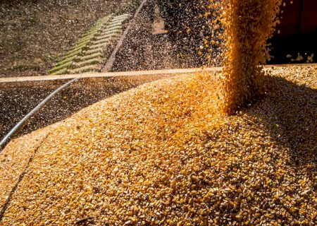 Milho: saiba como as cotações encerraram a semana