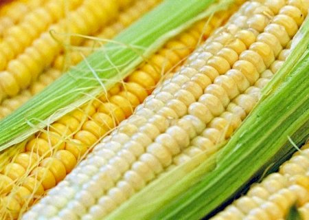 Milho cai preço: Confira