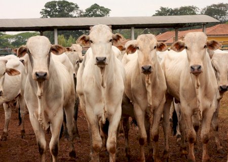 Cotações do boi gordo: veja como o mercado finalizou a semana