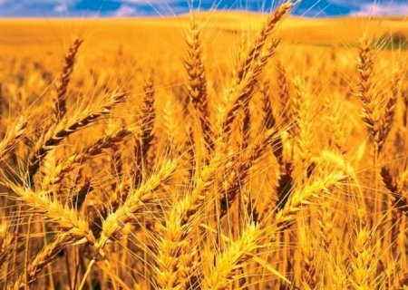 Confira como estão os preços do trigo